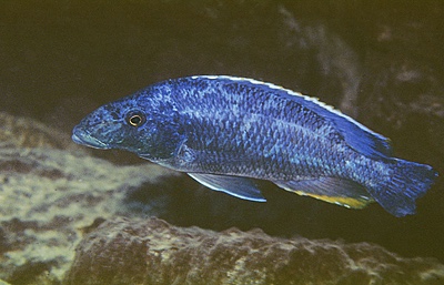Nimbochromis linni 'Chizumulu Island'